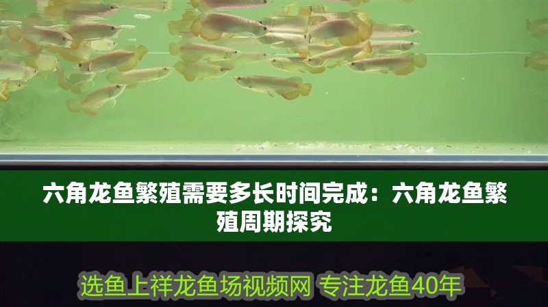 六角龍魚繁殖需要多長時間完成：六角龍魚繁殖周期探究