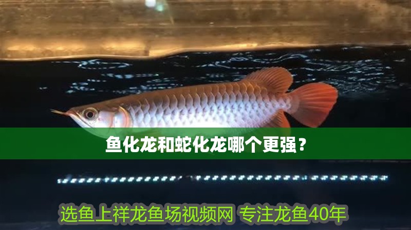 魚化龍和蛇化龍哪個更強？