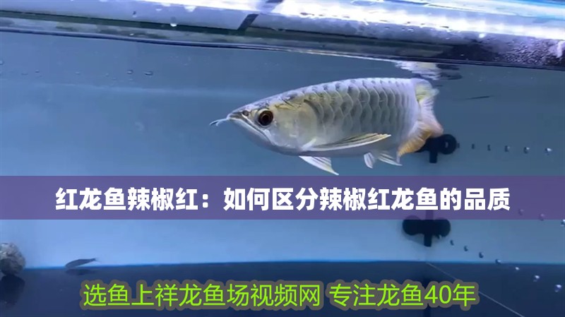 紅龍魚辣椒紅：如何區分辣椒紅龍魚的品質