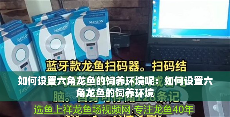 如何設置六角龍魚的飼養環境呢：如何設置六角龍魚的飼養環境