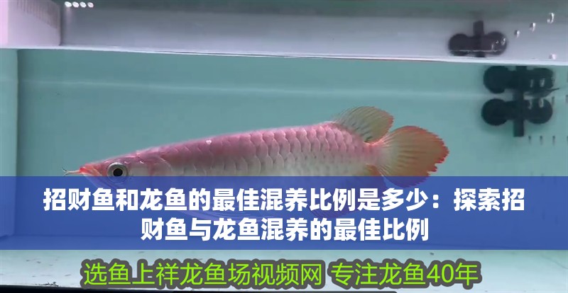 招財魚和龍魚的最佳混養比例是多少：探索招財魚與龍魚混養的最佳比例