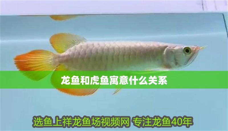 龍魚和虎魚寓意什么關系