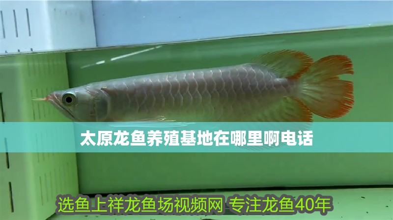 太原龍魚(yú)養(yǎng)殖基地在哪里啊電話