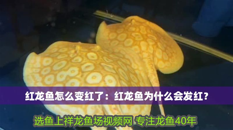 紅龍魚怎么變紅了：紅龍魚為什么會(huì)發(fā)紅？