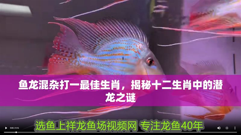 魚龍混雜打一最佳生肖，揭秘十二生肖中的潛龍之謎