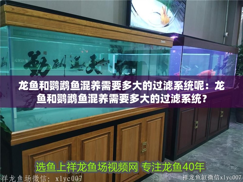 龍魚和鸚鵡魚混養需要多大的過濾系統呢：龍魚和鸚鵡魚混養需要多大的過濾系統？