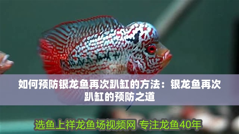 如何預防銀龍魚再次趴缸的方法：銀龍魚再次趴缸的預防之道