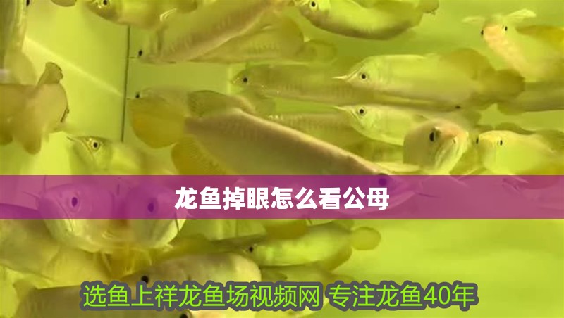 龍魚掉眼怎么看公母