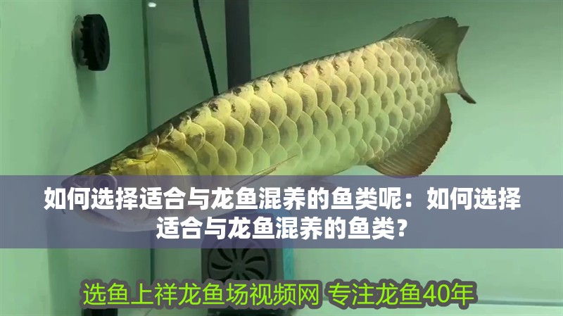 如何選擇適合與龍魚混養的魚類呢：如何選擇適合與龍魚混養的魚類？