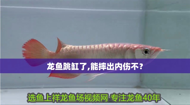 龍魚跳缸了,能摔出內傷不？