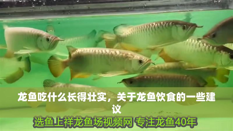 龍魚吃什么長得壯實，關于龍魚飲食的一些建議