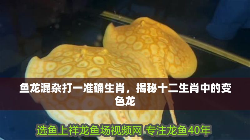 魚龍混雜打一準(zhǔn)確生肖，揭秘十二生肖中的變色龍