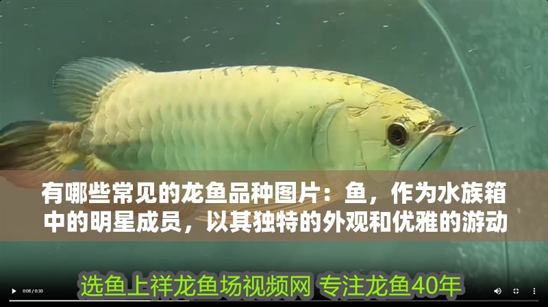 有哪些常見的龍魚品種圖片：魚，作為水族箱中的明星成員，以其獨特的外觀和優雅的游動姿態深受愛好者們的喜愛。在眾多品種中，龍魚以其豐富的色彩、強健的體魄和獨特的生活習性而聞名。以下是一些常見的龍魚品種介紹