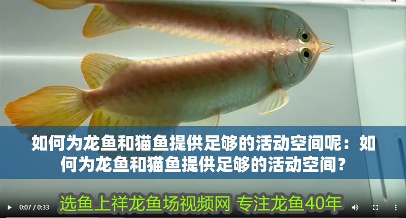 如何為龍魚和貓魚提供足夠的活動空間呢：如何為龍魚和貓魚提供足夠的活動空間？