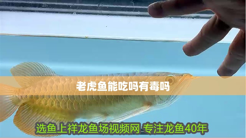 老虎魚能吃嗎有毒嗎