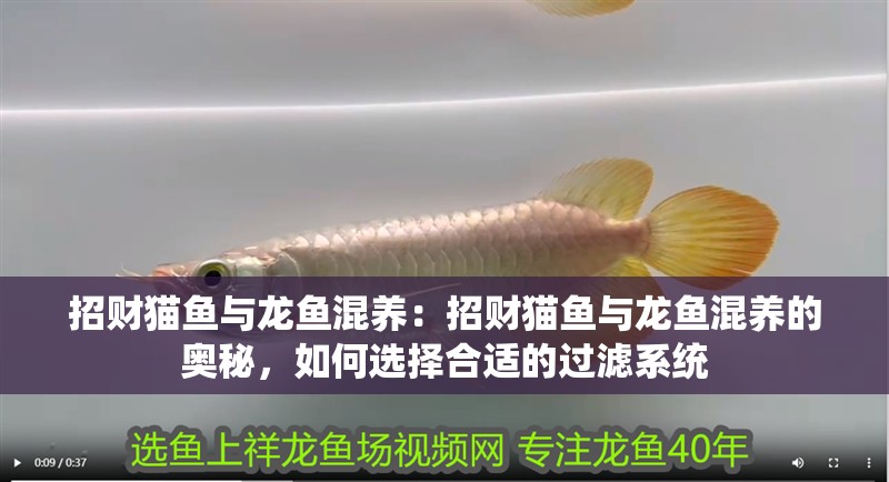 招財貓魚與龍魚混養(yǎng)：招財貓魚與龍魚混養(yǎng)的奧秘，如何選擇合適的過濾系統(tǒng)