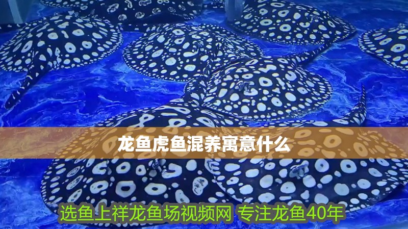 龍魚虎魚混養寓意什么