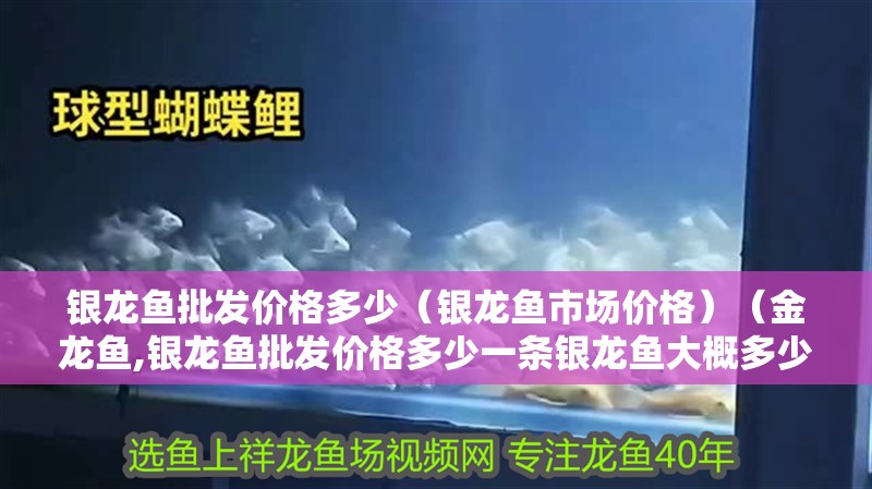 銀龍魚批發價格多少（銀龍魚市場價格）（金龍魚,銀龍魚批發價格多少一條銀龍魚大概多少錢一條）