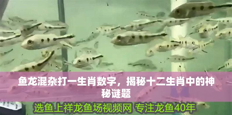 魚龍混雜打一生肖數字，揭秘十二生肖中的神秘謎題