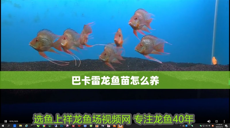 巴卡雷龍魚苗怎么養