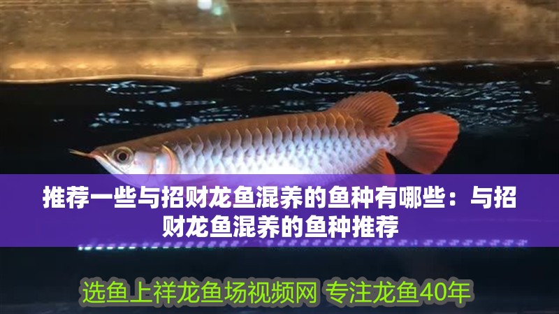 推薦一些與招財龍魚混養的魚種有哪些：與招財龍魚混養的魚種推薦