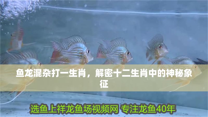 魚龍混雜打一生肖，解密十二生肖中的神秘象征