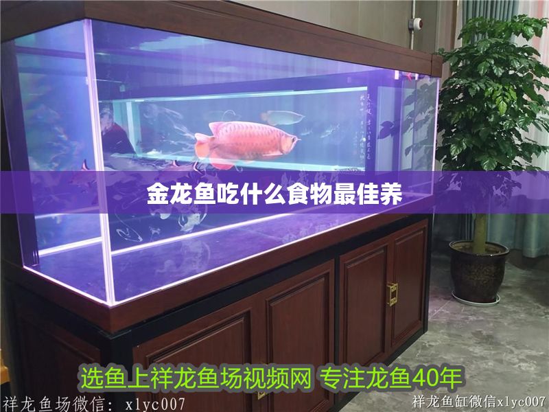 金龍魚吃什么食物最佳養