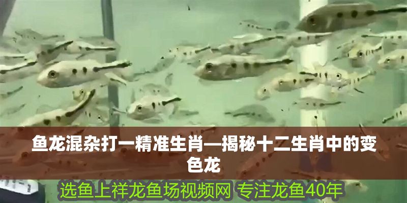 魚龍混雜打一精準生肖—揭秘十二生肖中的變色龍