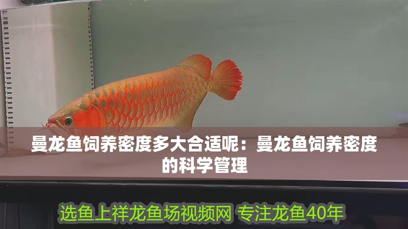 曼龍魚飼養(yǎng)密度多大合適呢：曼龍魚飼養(yǎng)密度的科學(xué)管理