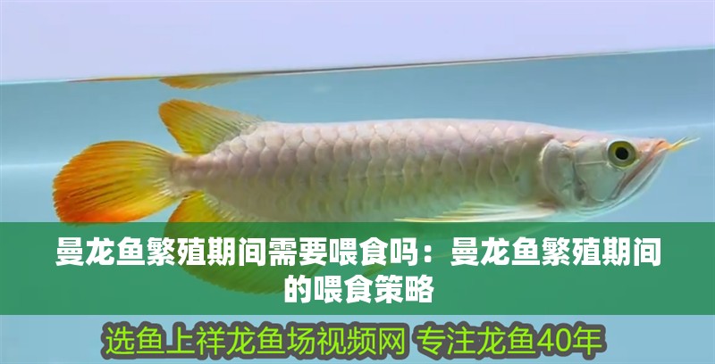 曼龍魚繁殖期間需要喂食嗎：曼龍魚繁殖期間的喂食策略
