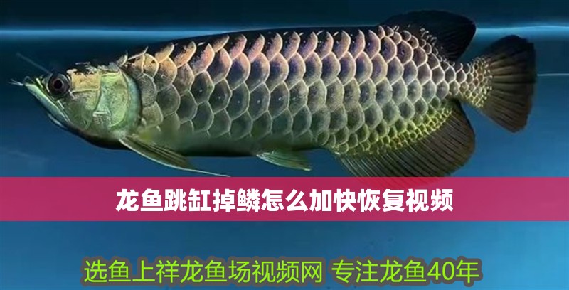 廣州龍魚批發市場營業時間電話是多少：廣州龍魚批發市場
