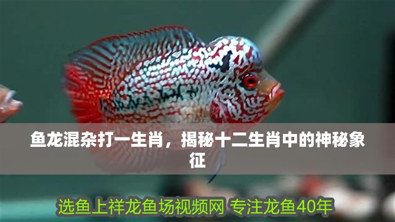 魚龍混雜打一生肖，揭秘十二生肖中的神秘象征