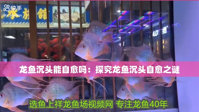 龍魚沉頭能自愈嗎：探究龍魚沉頭自愈之謎