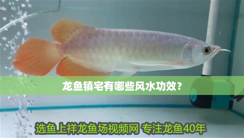 龍魚鎮(zhèn)宅有哪些風(fēng)水功效？