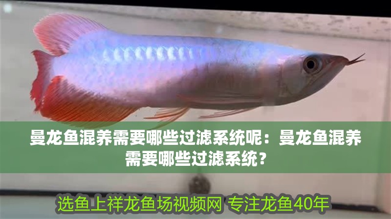 曼龍魚混養需要哪些過濾系統呢：曼龍魚混養需要哪些過濾系統？