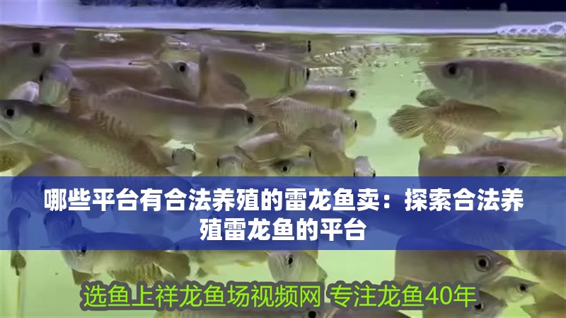 哪些平臺有合法養(yǎng)殖的雷龍魚賣：探索合法養(yǎng)殖雷龍魚的平臺
