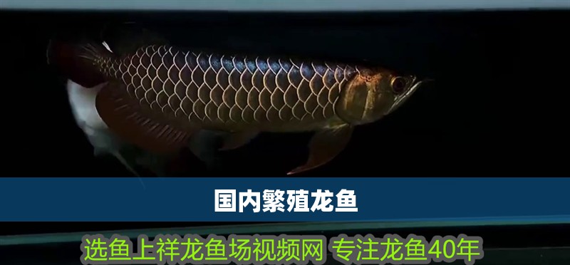 國內繁殖龍魚