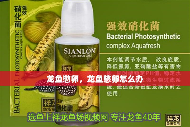 龍魚憋卵，龍魚憋卵怎么辦