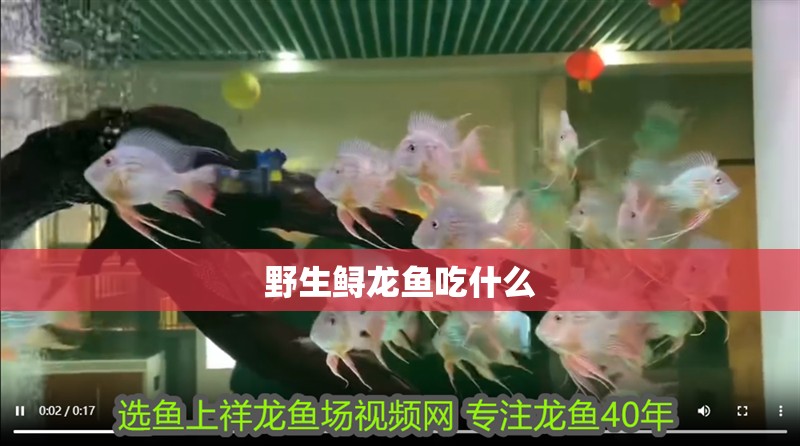 野生鱘龍魚吃什么