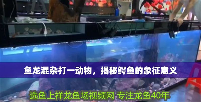 魚龍混雜打一動物，揭秘鱷魚的象征意義