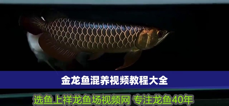 金龍魚混養(yǎng)視頻教程大全