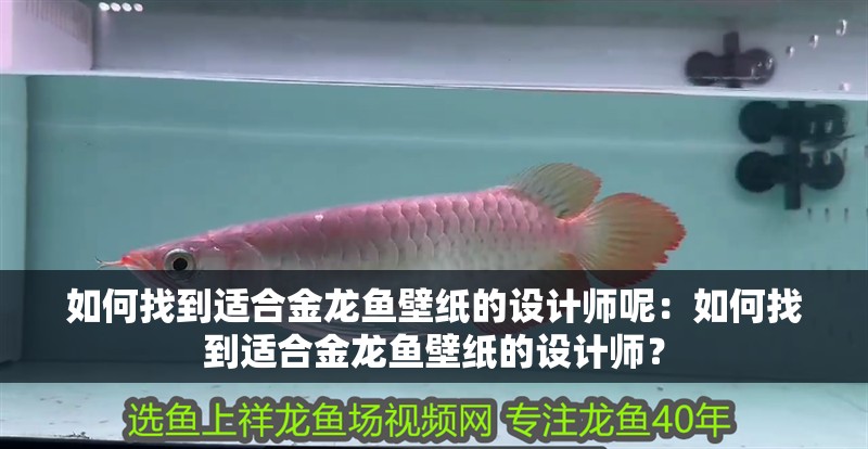 如何找到適合金龍魚壁紙的設計師呢：如何找到適合金龍魚壁紙的設計師？