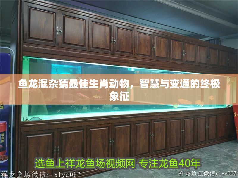 魚龍混雜猜最佳生肖動物，智慧與變通的終極象征