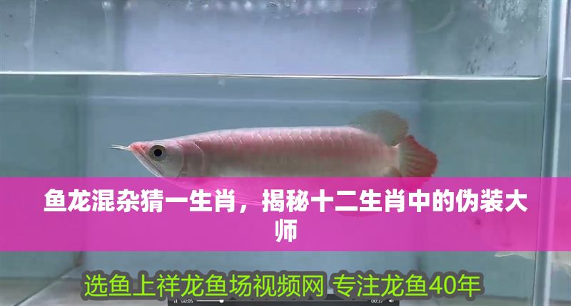 魚龍混雜猜一生肖，揭秘十二生肖中的偽裝大師