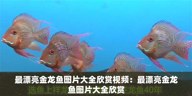 最漂亮金龍魚圖片大全欣賞視頻：最漂亮金龍魚圖片大全欣賞