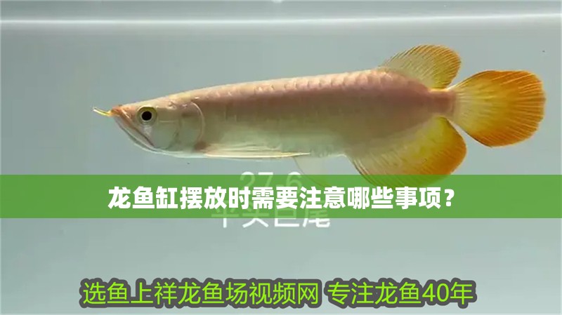 龍魚缸擺放時需要注意哪些事項？