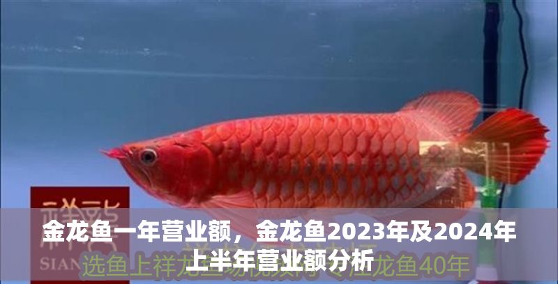 金龍魚一年營業額，金龍魚2023年及2024年上半年營業額分析