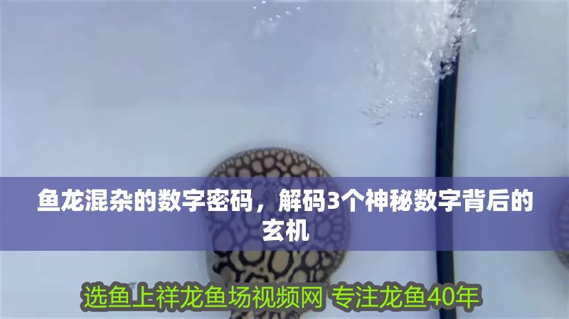 魚龍混雜的數字密碼，解碼3個神秘數字背后的玄機