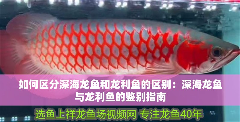 如何區分深海龍魚和龍利魚的區別：深海龍魚與龍利魚的鑒別指南