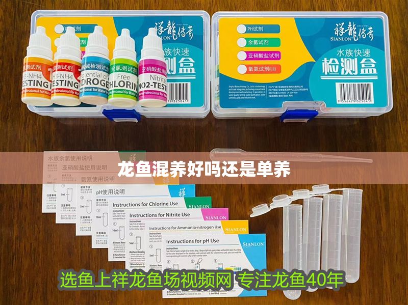 龍魚(yú)混養(yǎng)好嗎還是單養(yǎng)